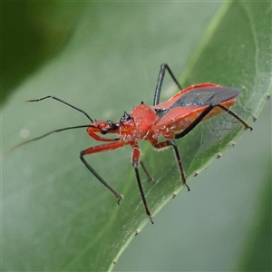 Gminatus australis (Orange assassin bug) at O'Connor, ACT by ConBoekel