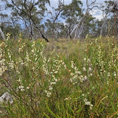 Hakea dactyloides (Finger Hakea) at Bombay, NSW - 28 Nov 2024 by MatthewFrawley