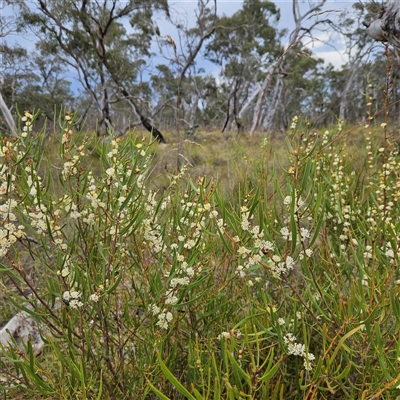 Hakea dactyloides (Finger Hakea) at Bombay, NSW - 28 Nov 2024 by MatthewFrawley