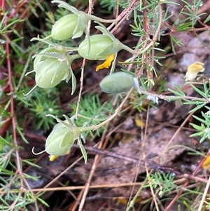 Gompholobium huegelii (pale wedge–pea) at Rendezvous Creek, ACT by JaneR