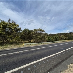 Callocephalon fimbriatum at Braidwood, NSW - suppressed