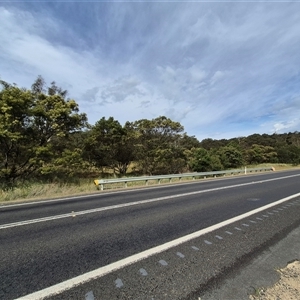 Callocephalon fimbriatum at Braidwood, NSW - suppressed