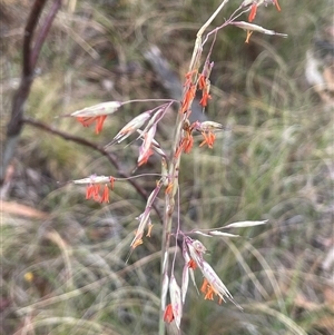 Rytidosperma pallidum at Rendezvous Creek, ACT - 27 Nov 2024