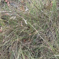 Rytidosperma pallidum at Rendezvous Creek, ACT - 27 Nov 2024