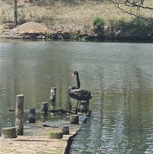 Cygnus atratus (Black Swan) at Brownlow Hill, NSW by Nathankeelan