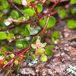 Muehlenbeckia axillaris at Rendezvous Creek, ACT - 27 Nov 2024 12:38 PM