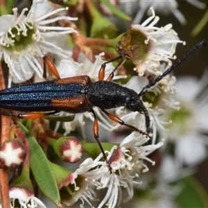 Brachytria jugosa at Jerrabomberra, NSW - 28 Nov 2024