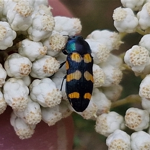 Castiarina livida at Goulburn, NSW - 28 Nov 2024