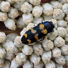 Castiarina livida at Goulburn, NSW - 28 Nov 2024