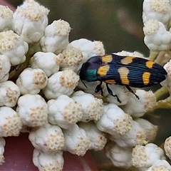 Castiarina livida at Goulburn, NSW - 28 Nov 2024