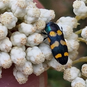 Castiarina livida at Goulburn, NSW - 28 Nov 2024