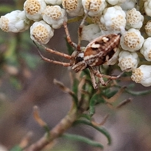 Oxyopes sp. (genus) (Lynx spider) at Goulburn, NSW by trevorpreston