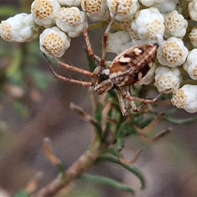 Oxyopes sp. (genus) (Lynx spider) at Goulburn, NSW - 28 Nov 2024 by trevorpreston