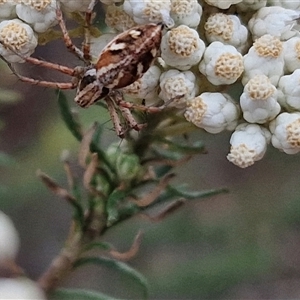 Oxyopes sp. (genus) at Goulburn, NSW - 28 Nov 2024