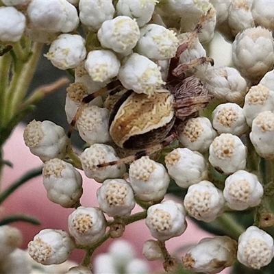 Unidentified Orb-weaving spider (several families) at Goulburn, NSW - 28 Nov 2024 by trevorpreston