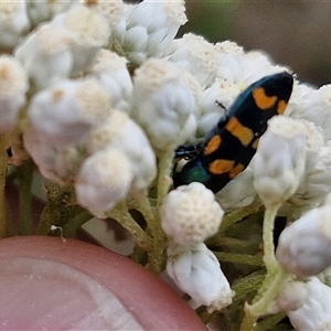 Castiarina livida at Goulburn, NSW - 28 Nov 2024 04:31 PM