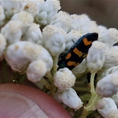 Castiarina livida at Goulburn, NSW - 28 Nov 2024 04:31 PM