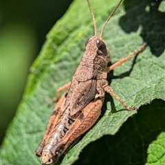 Phaulacridium vittatum (Wingless Grasshopper) at Holder, ACT - 28 Nov 2024 by Miranda