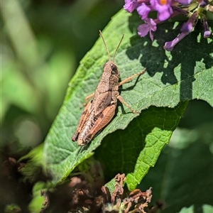 Phaulacridium vittatum at Holder, ACT - 28 Nov 2024