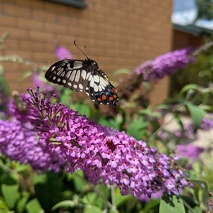 Papilio anactus at Holder, ACT - 28 Nov 2024 12:09 PM