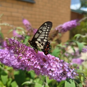 Papilio anactus at Holder, ACT - 28 Nov 2024 12:09 PM