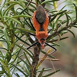 Gminatus australis (Orange assassin bug) at Goulburn, NSW by trevorpreston