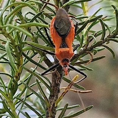 Gminatus australis (Orange assassin bug) at Goulburn, NSW - 28 Nov 2024 by trevorpreston