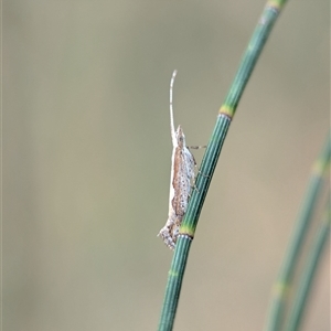 Plutella xylostella (Diamondback Moth) at Holder, ACT by Miranda