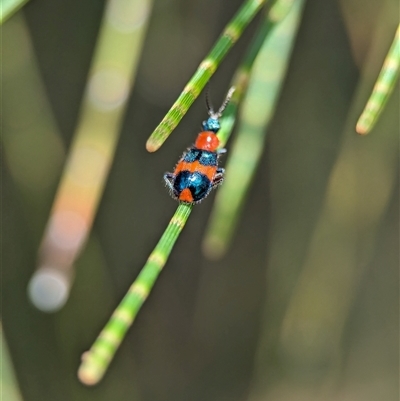 Dicranolaius bellulus (Red and Blue Pollen Beetle) at Holder, ACT - 28 Nov 2024 by Miranda