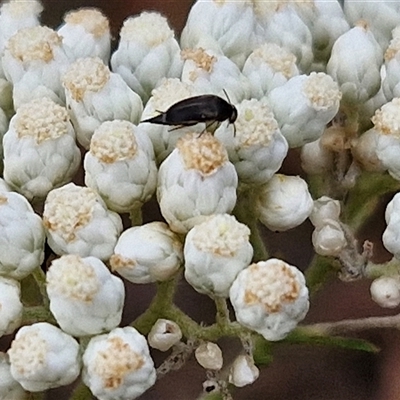 Mordella sp. (genus) (Pintail or tumbling flower beetle) at Goulburn, NSW - 28 Nov 2024 by trevorpreston