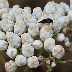 Mordella sp. (genus) at Goulburn, NSW - 28 Nov 2024 04:18 PM