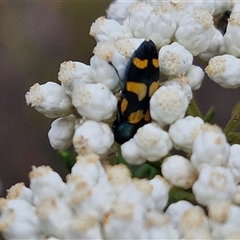 Castiarina livida at Goulburn, NSW - 28 Nov 2024 04:16 PM