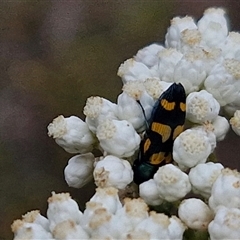 Castiarina livida at Goulburn, NSW - 28 Nov 2024