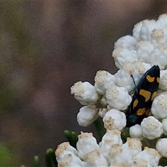 Castiarina livida at Goulburn, NSW - 28 Nov 2024 04:16 PM