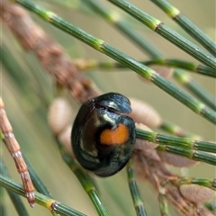 Orcus bilunulatus (Ladybird beetle) at Holder, ACT - 28 Nov 2024 by Miranda