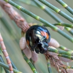 Orcus bilunulatus at Holder, ACT - 28 Nov 2024 12:26 PM