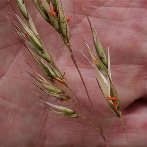 Rytidosperma pallidum (Red-anther Wallaby Grass) at Goulburn, NSW by trevorpreston