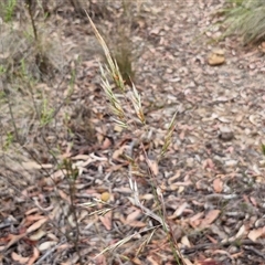 Rytidosperma pallidum at Goulburn, NSW - 28 Nov 2024