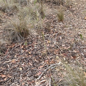 Rytidosperma pallidum at Goulburn, NSW - 28 Nov 2024