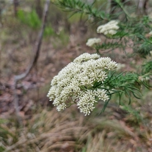 Cassinia aculeata subsp. aculeata at Goulburn, NSW - 28 Nov 2024