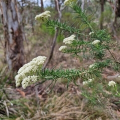 Cassinia aculeata subsp. aculeata at Goulburn, NSW - 28 Nov 2024