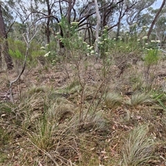 Cassinia aculeata subsp. aculeata at Goulburn, NSW - 28 Nov 2024