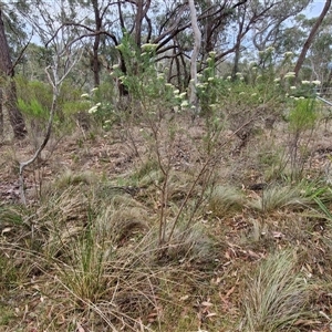 Cassinia aculeata subsp. aculeata at Goulburn, NSW - 28 Nov 2024 04:10 PM