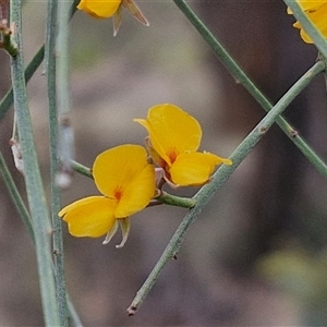 Jacksonia scoparia (Dogwood) at Goulburn, NSW by trevorpreston