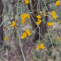 Jacksonia scoparia at Goulburn, NSW - 28 Nov 2024