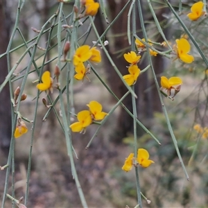 Jacksonia scoparia at Goulburn, NSW - 28 Nov 2024