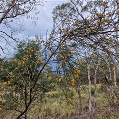 Jacksonia scoparia at Goulburn, NSW - 28 Nov 2024