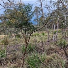 Jacksonia scoparia at Goulburn, NSW - 28 Nov 2024