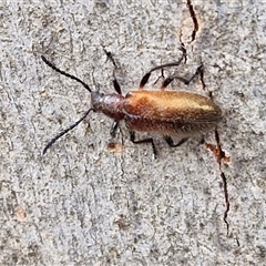 Ecnolagria grandis (Honeybrown beetle) at Goulburn, NSW - 28 Nov 2024 by trevorpreston