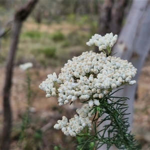 Ozothamnus diosmifolius (Rice Flower, White Dogwood, Sago Bush) at Goulburn, NSW by trevorpreston